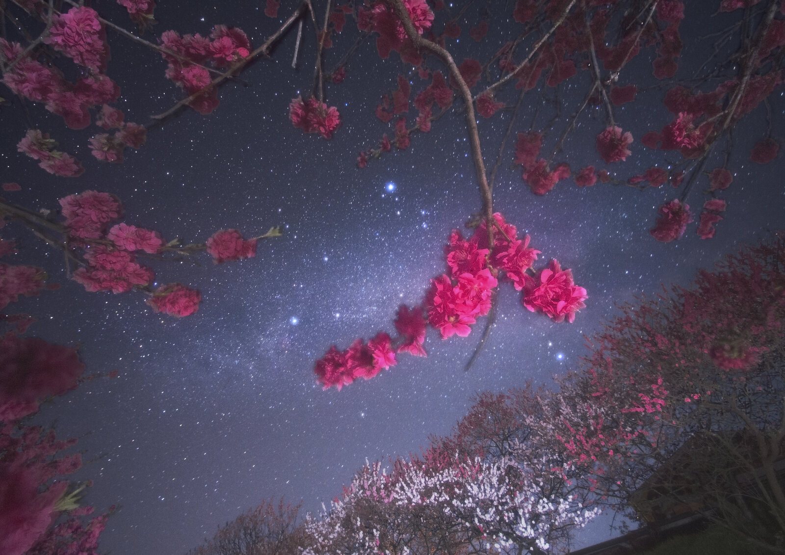 夏の大三角と紅花桃