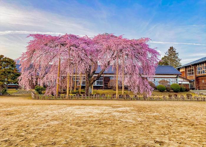 阿智村周辺の桜開花情報